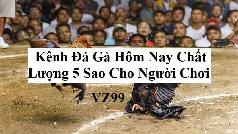 Kênh đá gà hôm nay chất lượng 5 sao