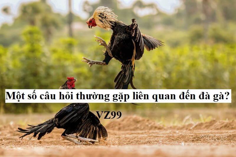 Một số câu hỏi thường gặp liên quan đến đá gà